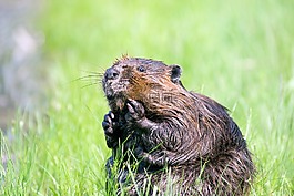 比弗,池,野生動物