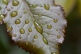 羅森布拉特,雨,滴