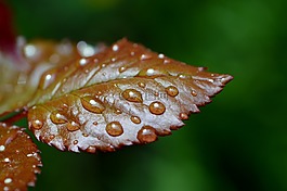羅森布拉特,雨,滴