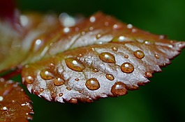 罗森布拉特,雨,滴