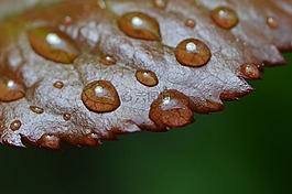 羅森布拉特,雨,滴
