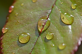 羅森布拉特,雨,滴