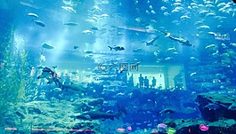 迪拜,水族館,魚
