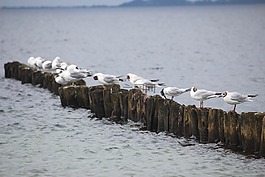 水,海鷗,動物