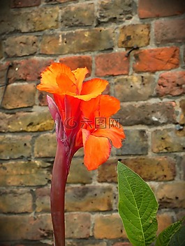 花,橙色,花園