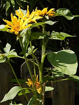 太陽花,黃色,花