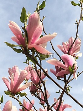 玉蘭,開花,天空