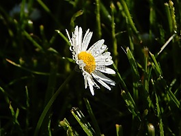 雛菊,草地,夏季