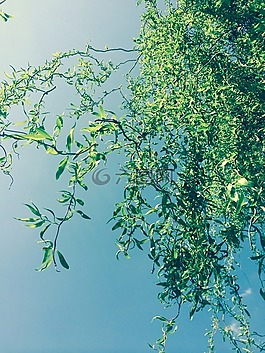 垂柳,春天,芽