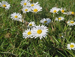 雛菊,廠,花