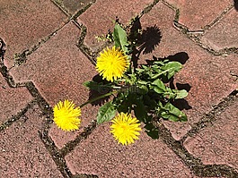 蒲公英,開花,路