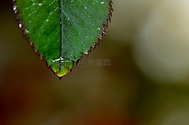 罗森布拉特,雨,滴
