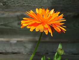 橙花,橙色,萬壽菊