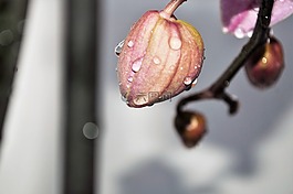 蘭花,芽,植物