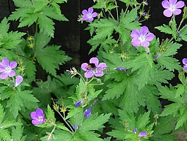 大黃蜂,鮮花,花卉