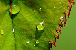羅森布拉特,雨,滴
