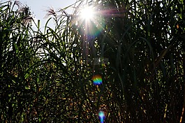 芦苇,夕阳,照明弹