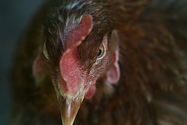 母雞,動物,動物的畫像