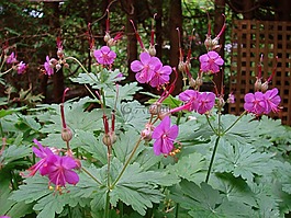 天竺葵,花園,花