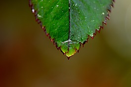 羅森布拉特,雨,滴