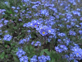 不要忘了我,廠,藍(lán)色花