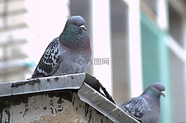鴿子,鳥,城市