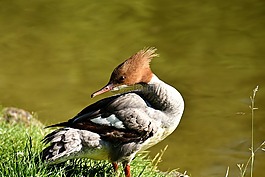 秋沙鴨,普通秋沙鴨,鴨鳥