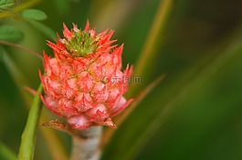 热带水果,集群红色,菠萝果不