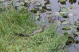 佛羅里達(dá),鱷魚(yú),沼澤