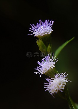 野花,紫色的花,草树