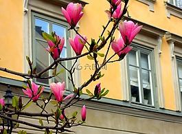 玉兰,鲜花,溶解