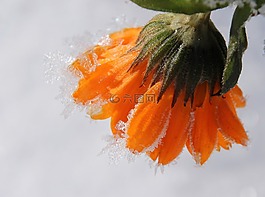 万寿菊,开花,园艺