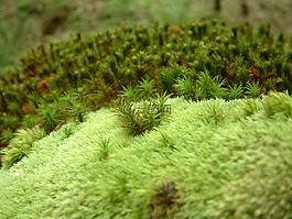 苔,綠色,植物