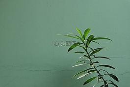 綠色,植物,自然