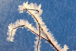葉草,凍結(jié),弗羅斯特