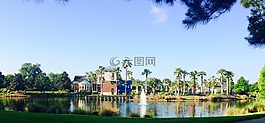佛羅里達,人工林,自然