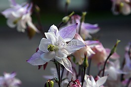 花,粉紅色,紫色