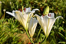 百合,花,開花