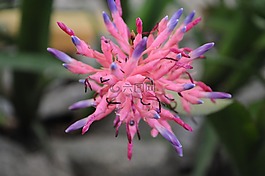 花卉,羅莎,性質(zhì)