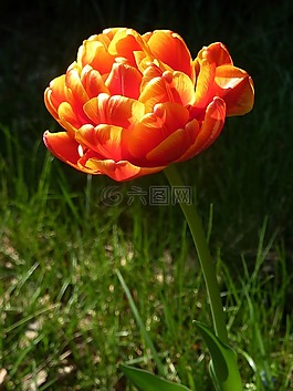 春天,花,橙色