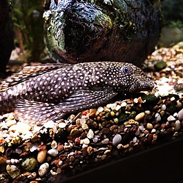 魚,胡子鲇魚,ancistrus