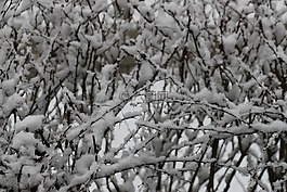 冬天,雪,寒冬