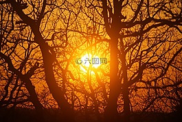 太陽(yáng),日落,樹(shù)