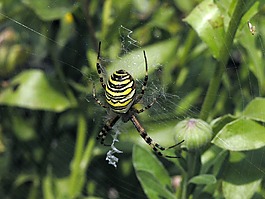 蜘蛛,zebraspinne,关闭