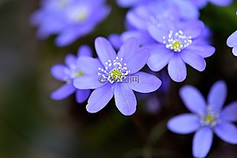 赫帕卡,鮮花,花園