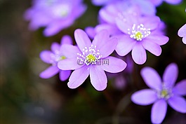 赫帕卡,花,春天的花