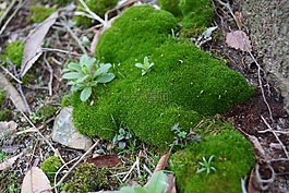 青苔,植物,自然