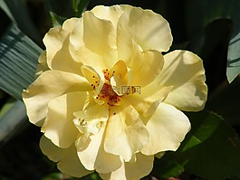 玫瑰,黃色,花