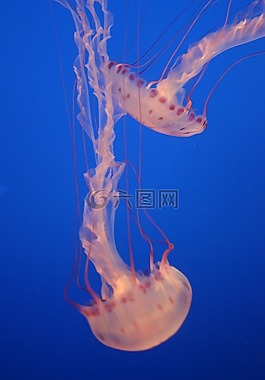 海蜇,海洋生命,發(fā)現(xiàn)