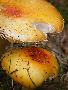 蘑菇,菌類,多彩